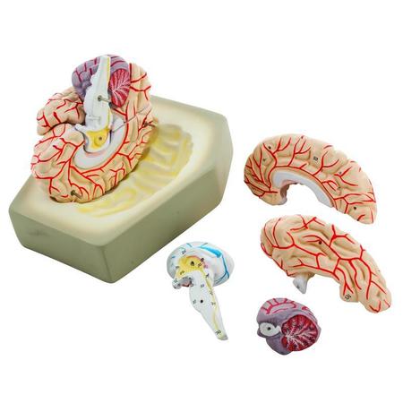 EISCO Model Human Brain w/ Arteries - 8 parts AM0019